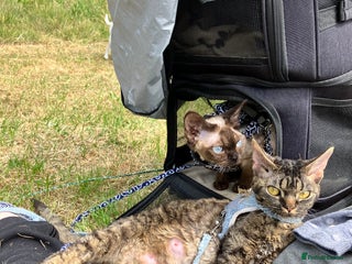 Devon Rex cats GCCF Registered Young Adult Females - Advert 1