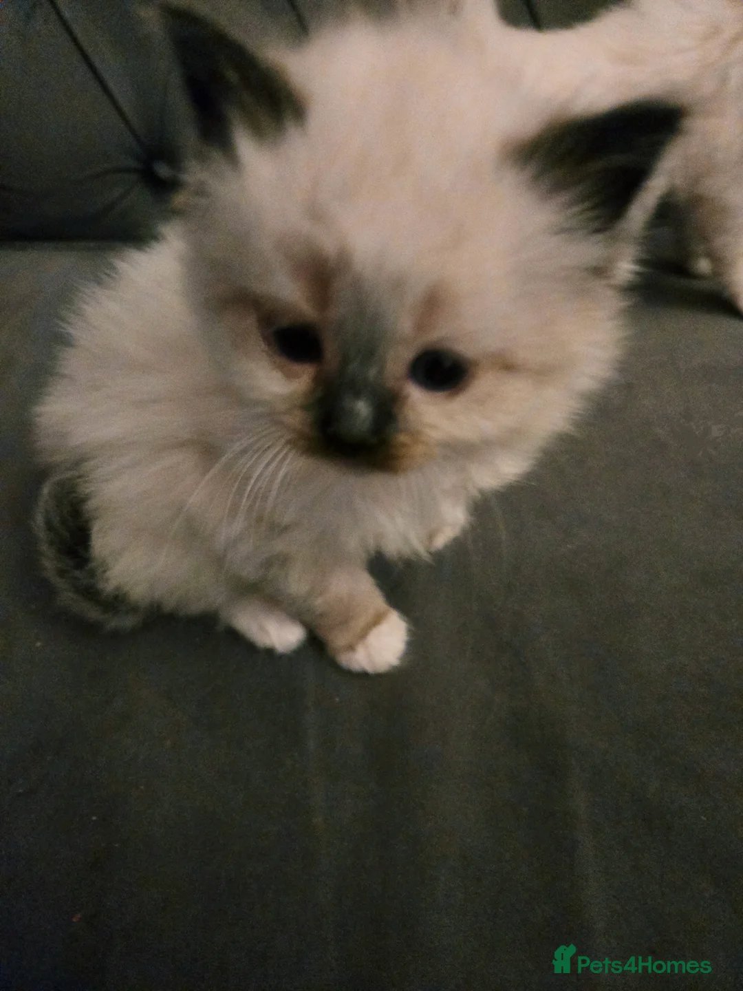 Ragdoll cats for sale: Seven gorgeous purebred ragdoll mitted kittens  - Advert 26