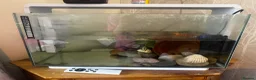 Axolotl reptiles for sale: 6 year old female axolotl  - Advert 4