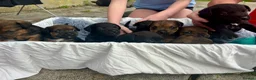 Patterdale Terrier dogs for sale: Patterdale puppies for sale in Dyffryn Ardudwy - Advert 3