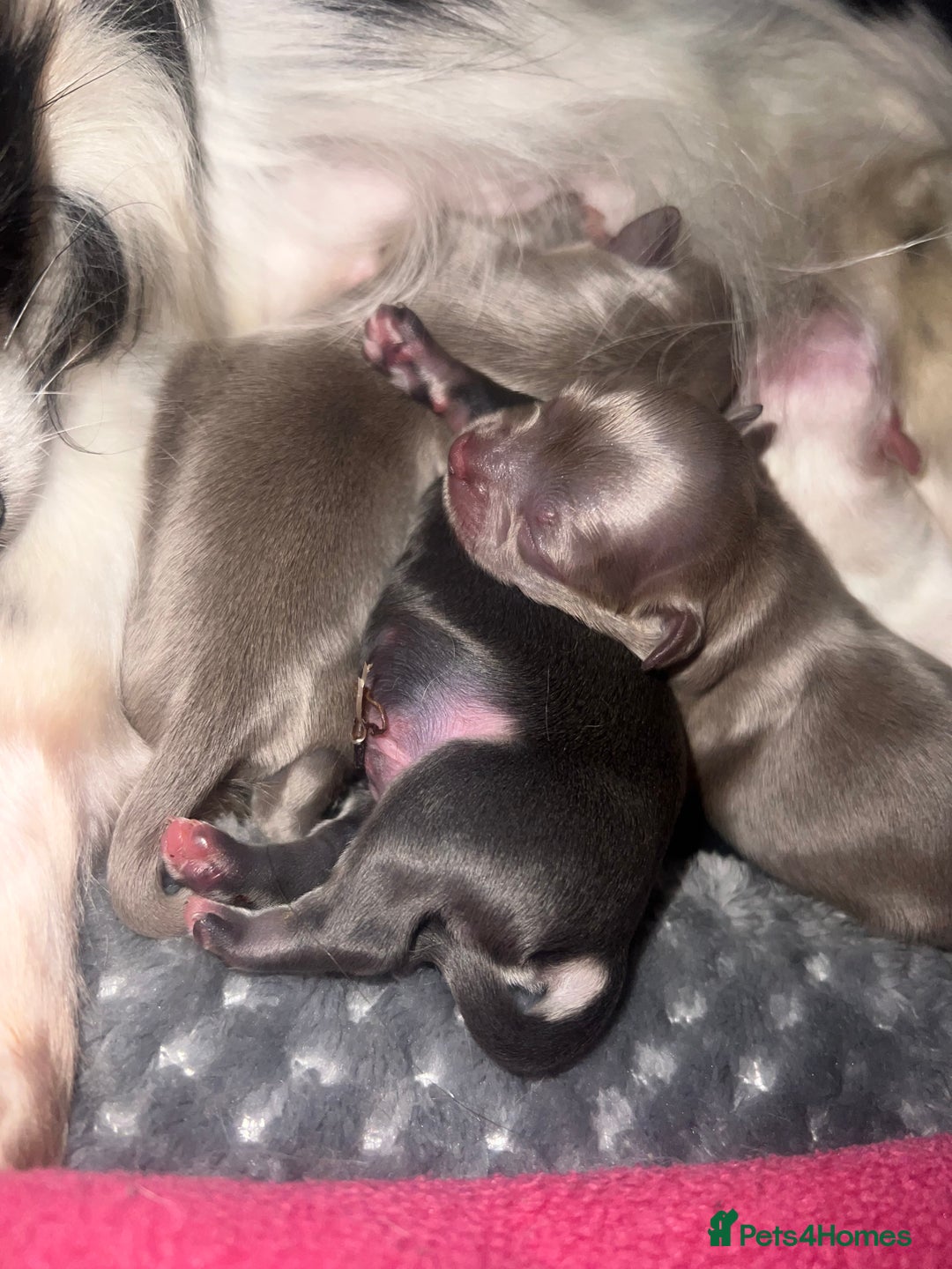 Chihuahua dogs for stud: Duke- KC Reg Chocolate Long Coat Stud Available in Tredegar - Advert 8