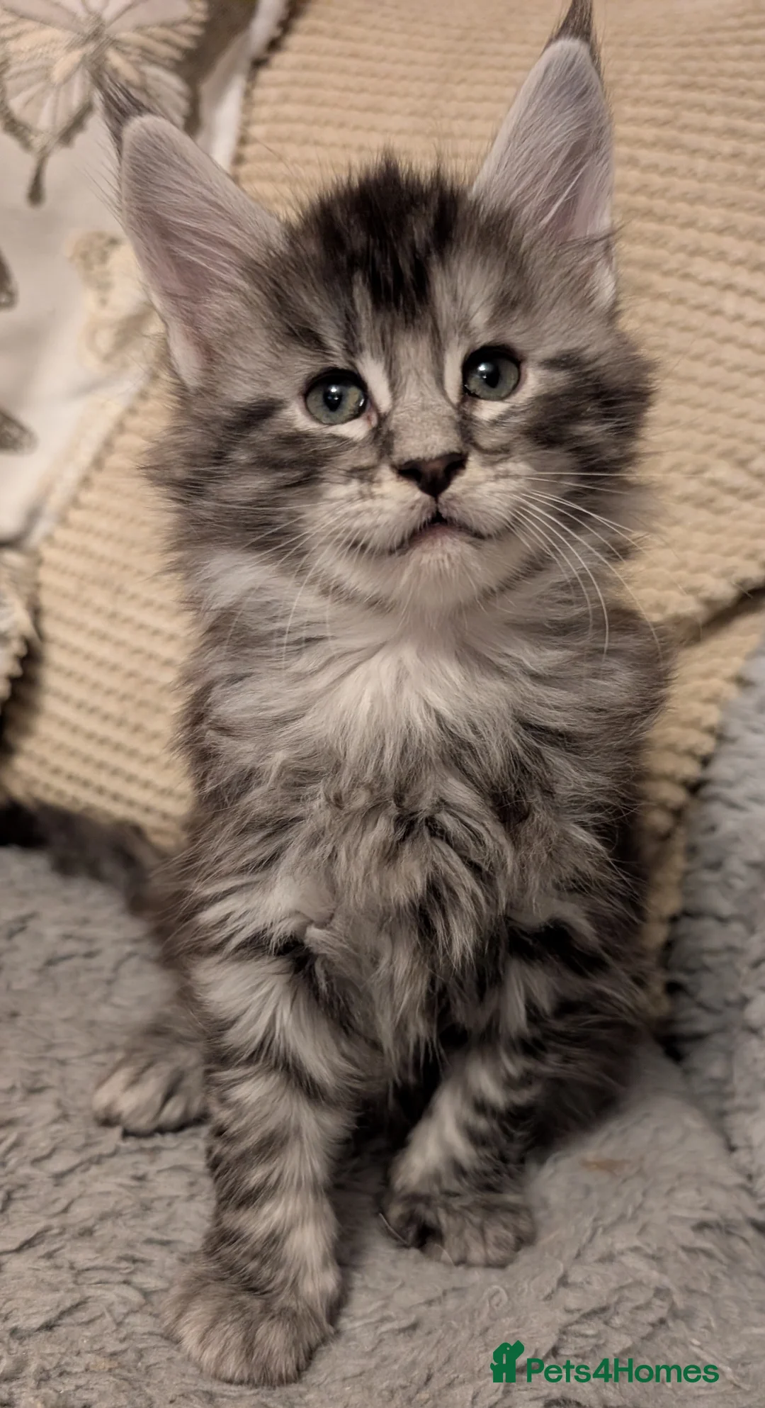 Maine Coon cats for sale: Stunning GCCF registered Maine Coon Kittens  - Advert 8