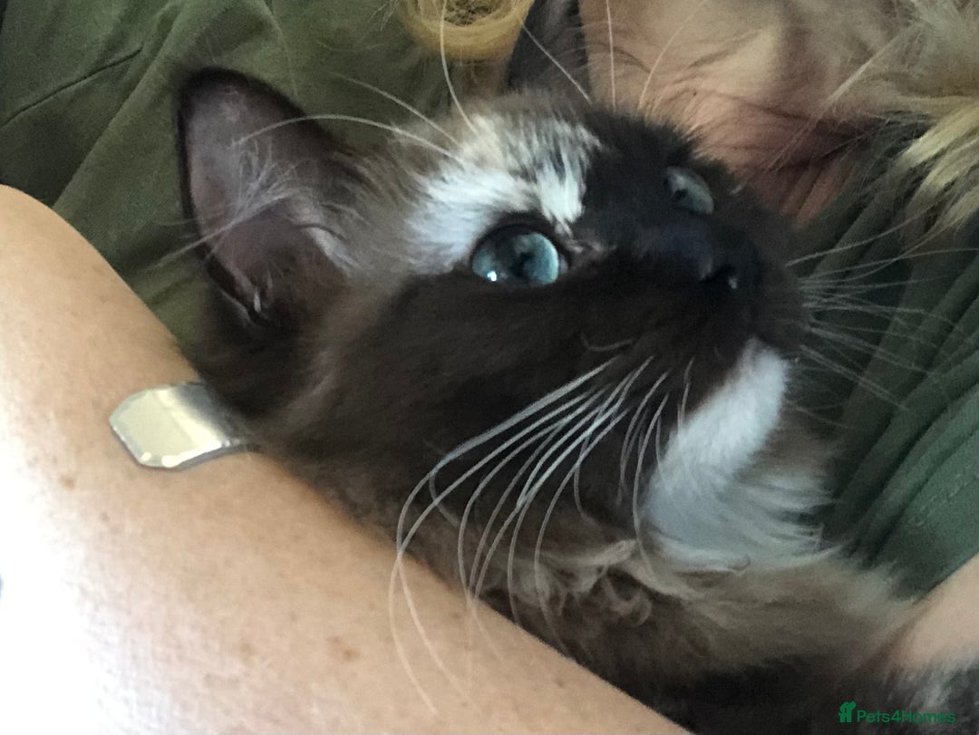 Ragdoll cats for sale: Tica reg seal sepia Cherubim Ragdoll year old girl - Advert 7