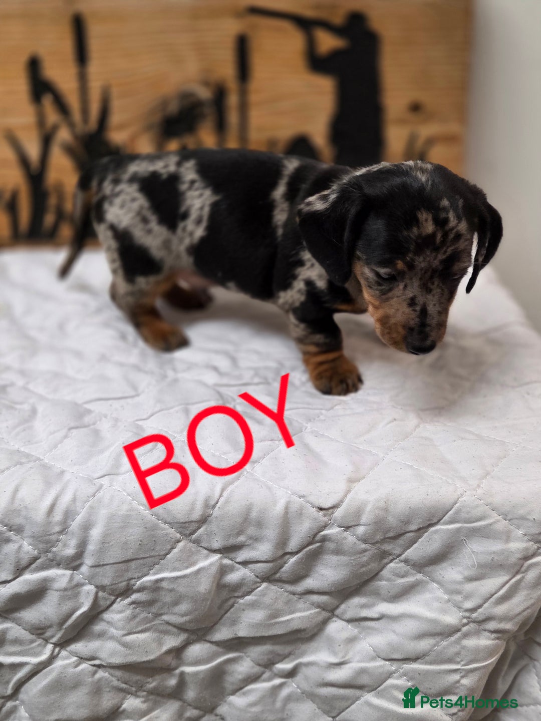 Miniature Dachshund dogs for sale: QUALITY PRA CLEAR MIN DACHSHUNDS  - Advert 19