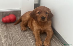 Irish Setter dogs for sale: Rare Golden Irish litter - Image 30
