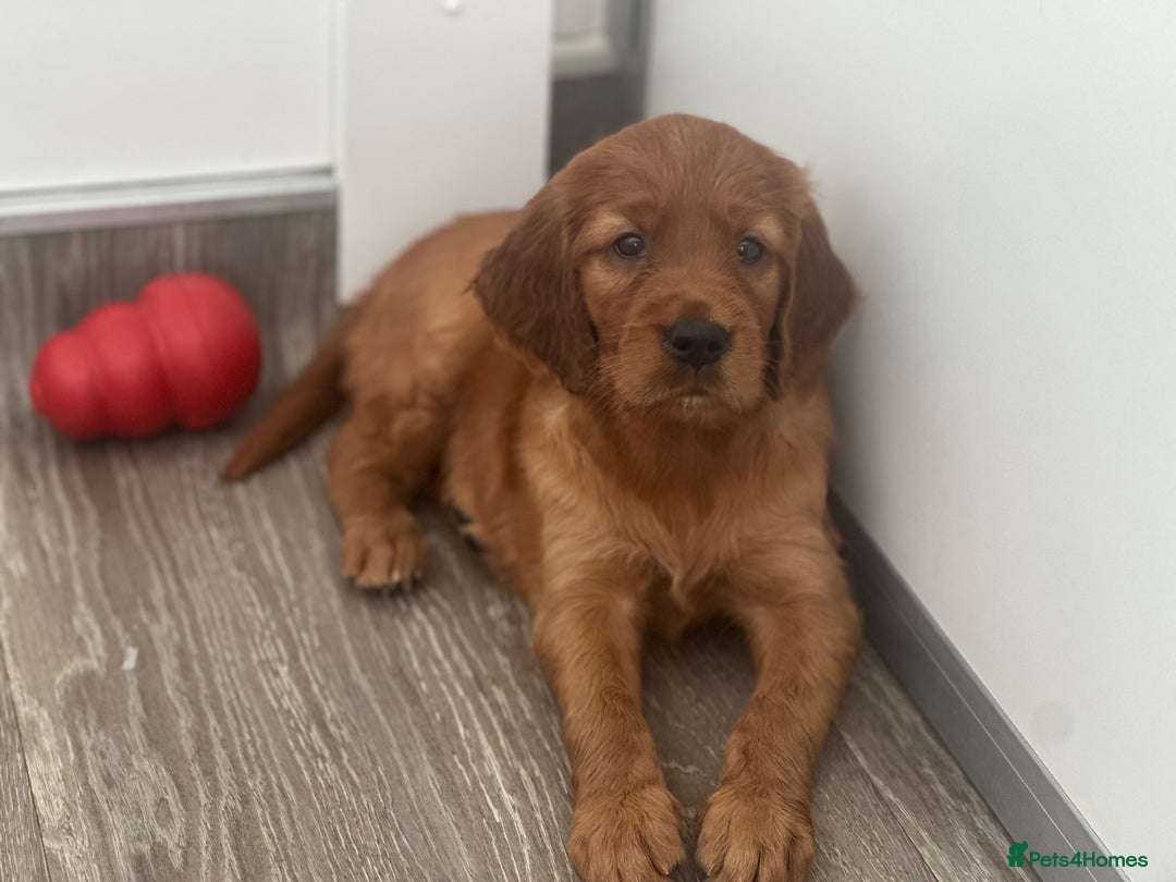 Irish Setter dogs for sale: Rare Golden Irish litter - Image 30