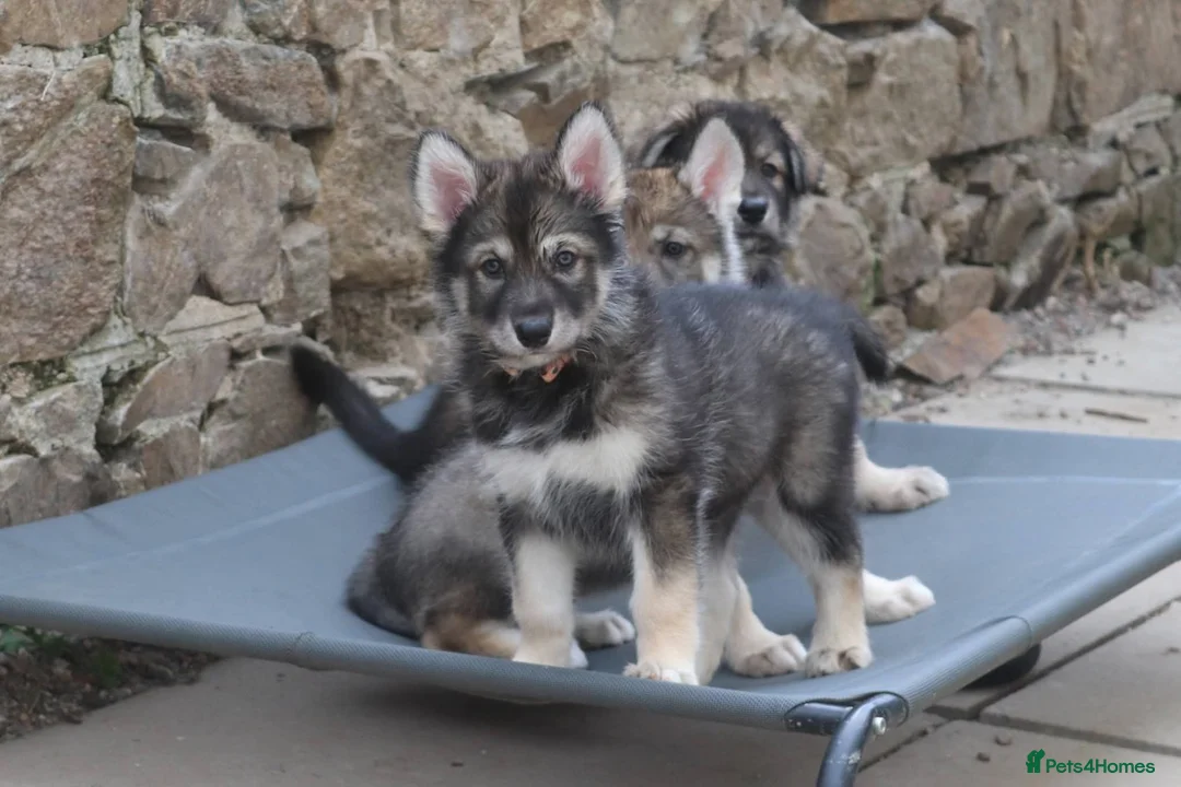Northern Inuit dogs for sale: Last boy available from health tested parents - Advert 1