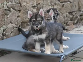 Northern Inuit dogs Last boy available from health tested parents - Advert 8
