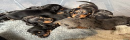 Miniature Dachshund dogs for sale: Mini dachshund puppies KC registered, DNA tested - Advert 13
