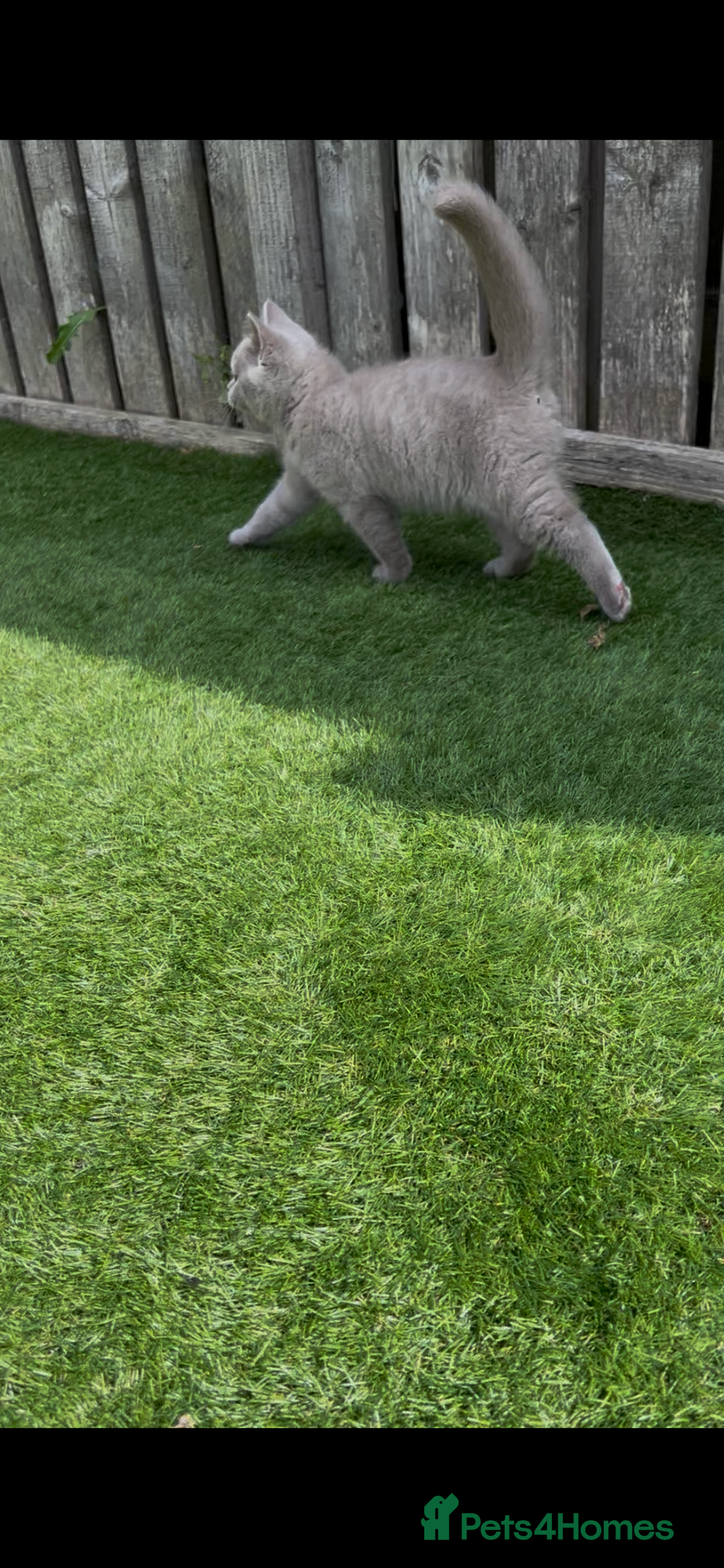 British Shorthair cats for sale: Chunky British shorthair kittens  - Image 14