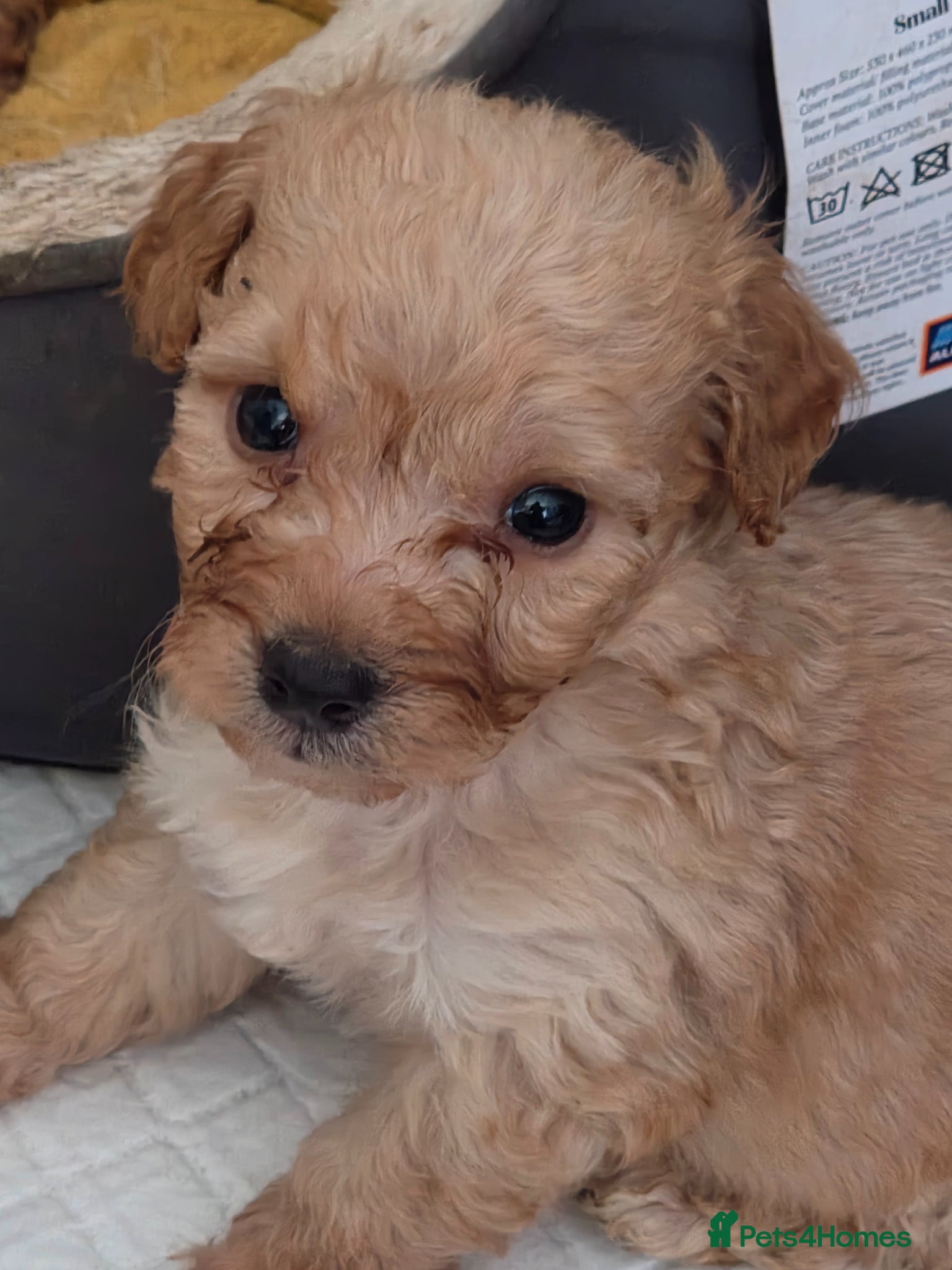 Maltipoo dogs Georgous Maltipoo puppies  - Advert 11