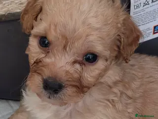 Maltipoo dogs Georgous Maltipoo puppies - Advert 11