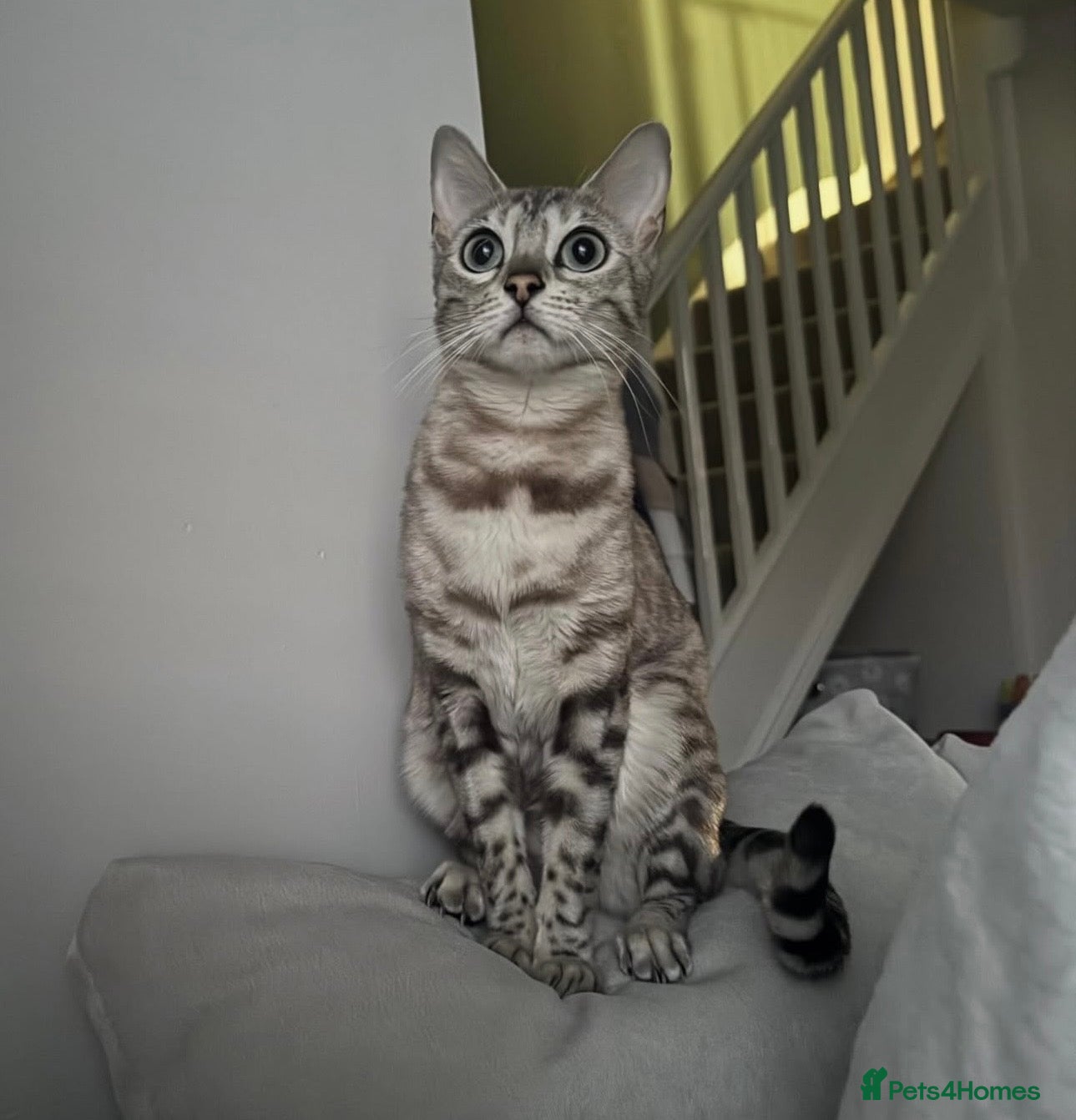 Bengal cats Beautiful Health Tested Bengals - Advert 2
