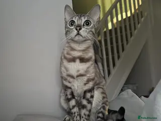 Bengal cats Beautiful Health Tested Bengals - Advert 2