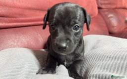 Chihuahua dogs for sale: Chihuahua Boys  - Image 11