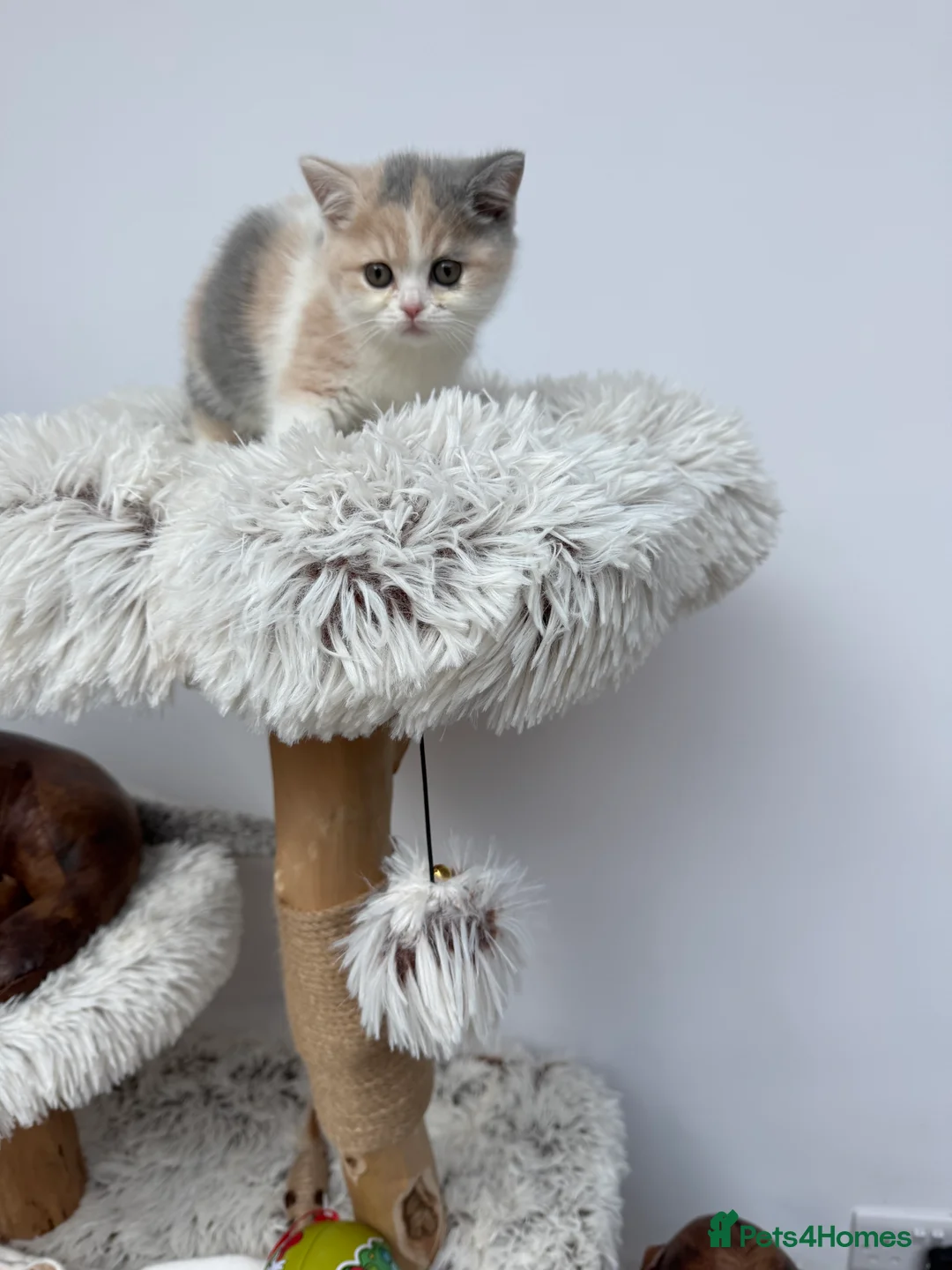 British Shorthair cats for sale: British shorthair Kittens  - Advert 3