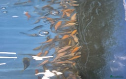 Koi Carp fish for sale: Beautiful Koi  - Image 3
