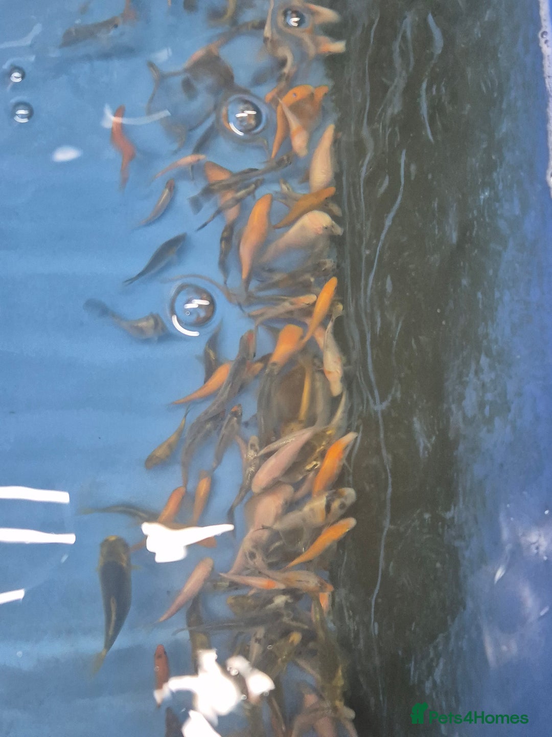 Koi Carp fish for sale: Beautiful Koi  - Image 3