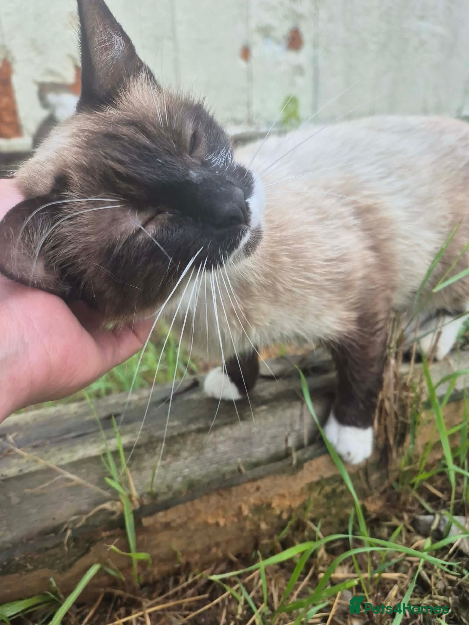 Mixed Breed cats Nala - Norwich Norfolk  - Advert 1