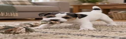 Parson Russell dogs for sale: Quality Parson Russell Puppies - Advert 4