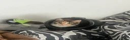 Ragdoll cats for sale: beautiful calico tabby for sale - Advert 3