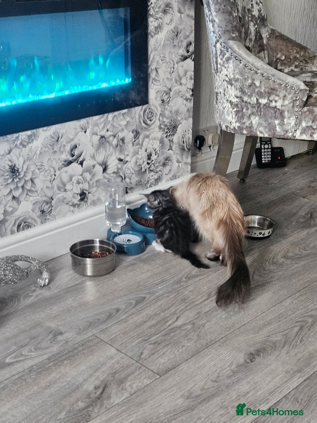 Maine Coon cats for sale: Gorgeous maincoon kittens - Image 13