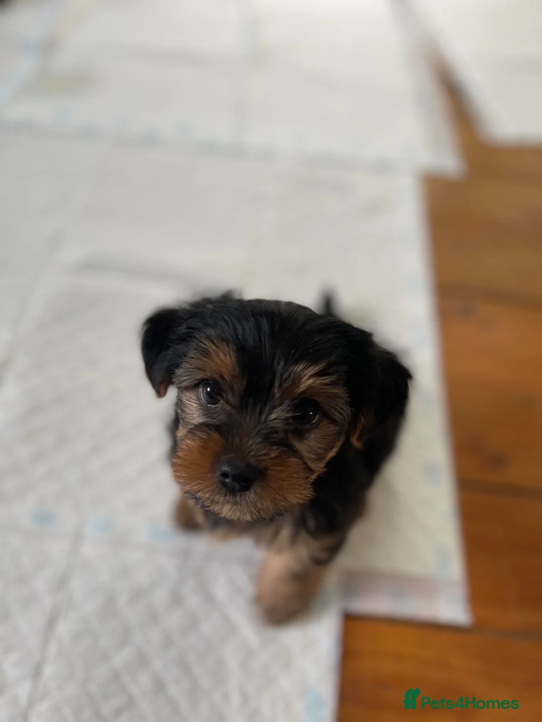 Yorkshire Terrier dogs for sale: Yorkshire Terriers for sales.  in Telford - Advert 2