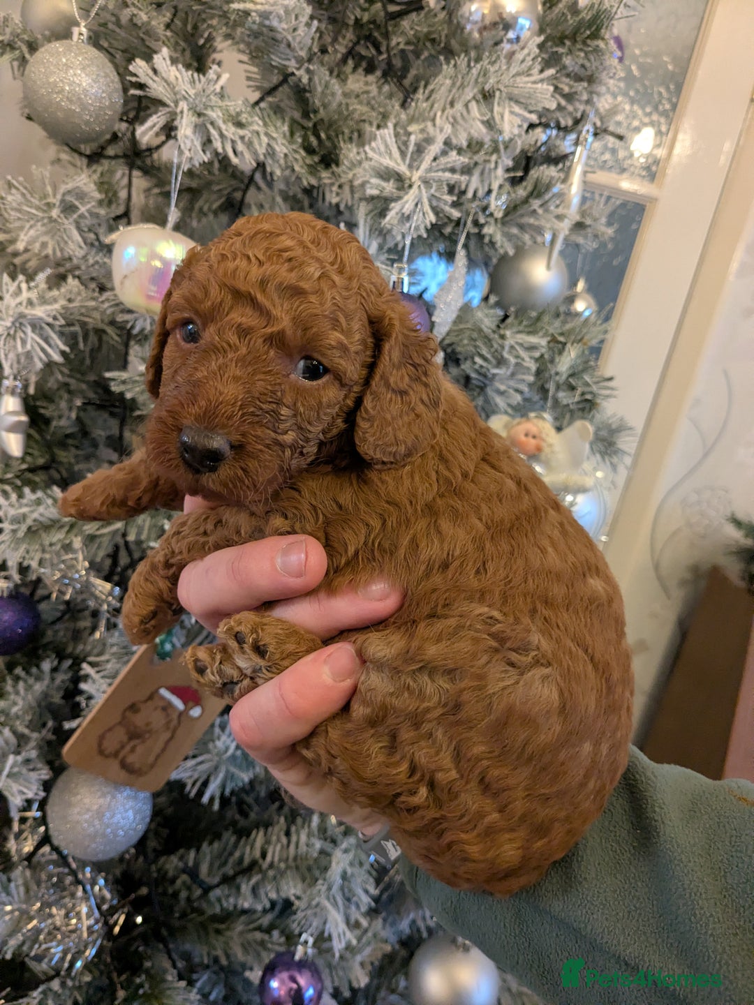 Cockapoo dogs for sale: ⭐Cockapoo beauties born to steal hearts⭐ - Advert 6