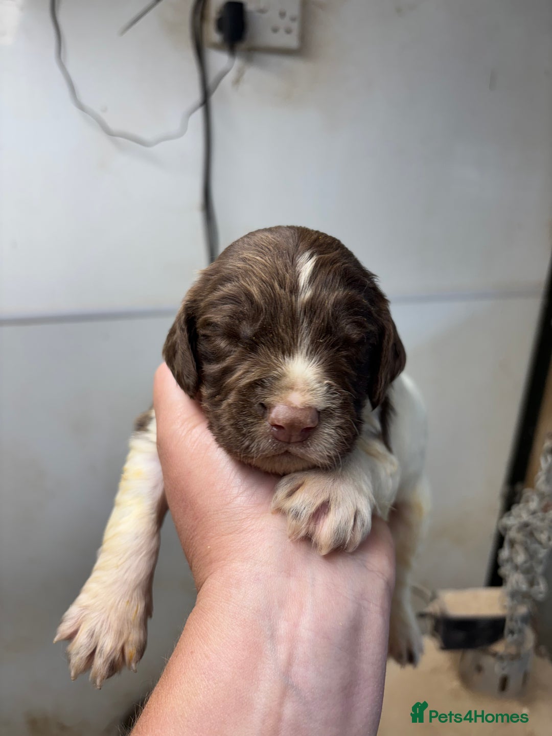 English Springer Spaniel dogs for sale: Springer Spaniel Puppies  - Image 19