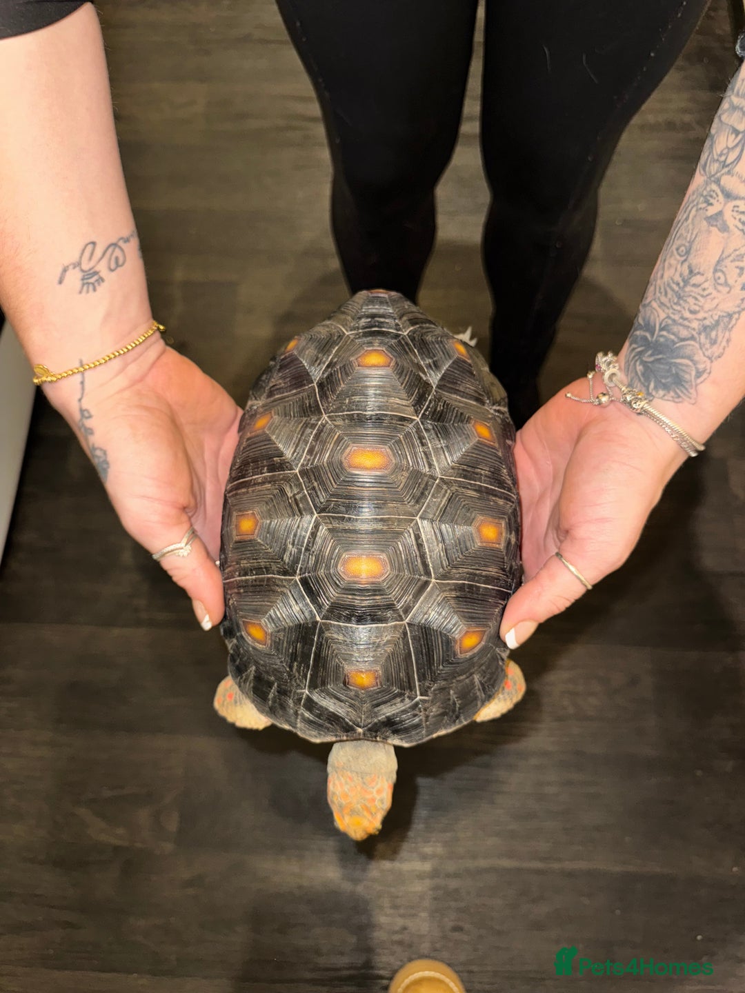 Tortoise reptiles for sale: Redfoot tortoise and enclosure all in - Advert 12