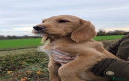 Labradoodle dogs for sale: 7 Miniture labradoodles  - Advert 5