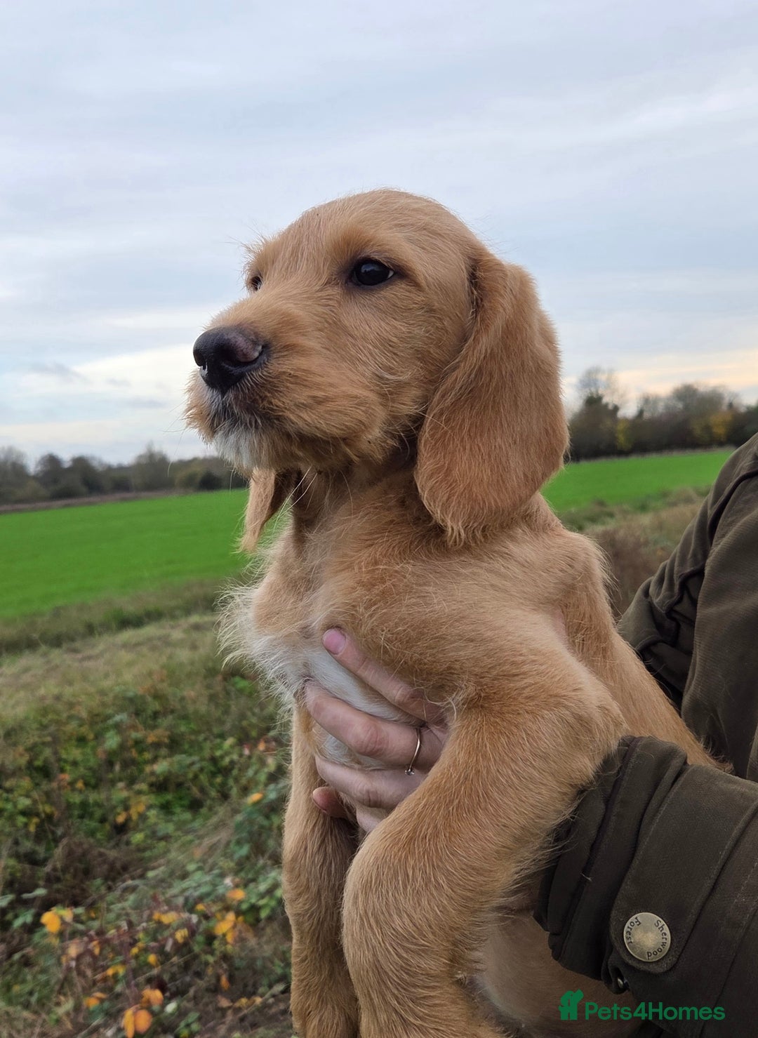 Labradoodle dogs for sale: 7 Miniture labradoodles  - Advert 5
