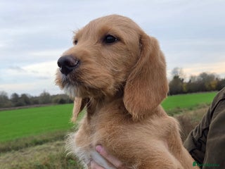 Labradoodle dogs 7 Miniture labradoodles - Advert 18