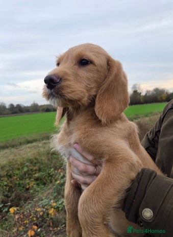 Labradoodle dogs 7 Miniture labradoodles - Advert 10