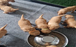 Golden Retriever dogs for sale: Red pups KC Registered Golden Retriever in Oxted - Image 26