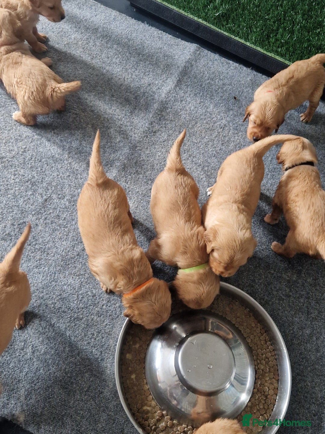 Golden Retriever dogs for sale: Red pups KC Registered Golden Retriever in Oxted - Image 26