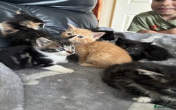 Mixed Breed cats for sale: sweet, cute kitten (Bsh X persian)  - Image 1