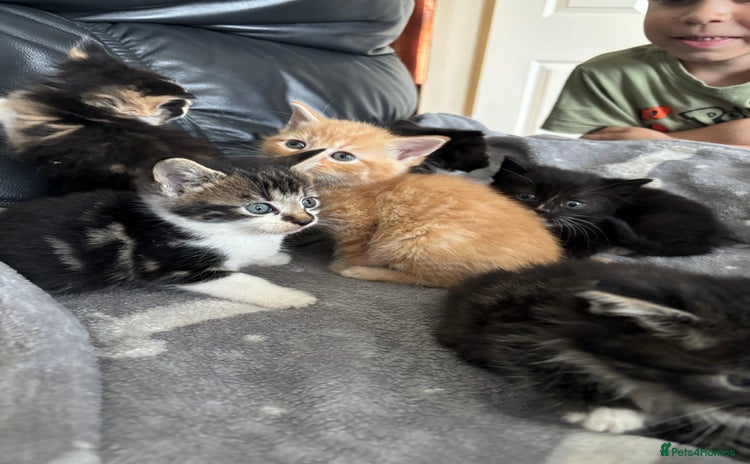 Mixed Breed cats - Advert 4