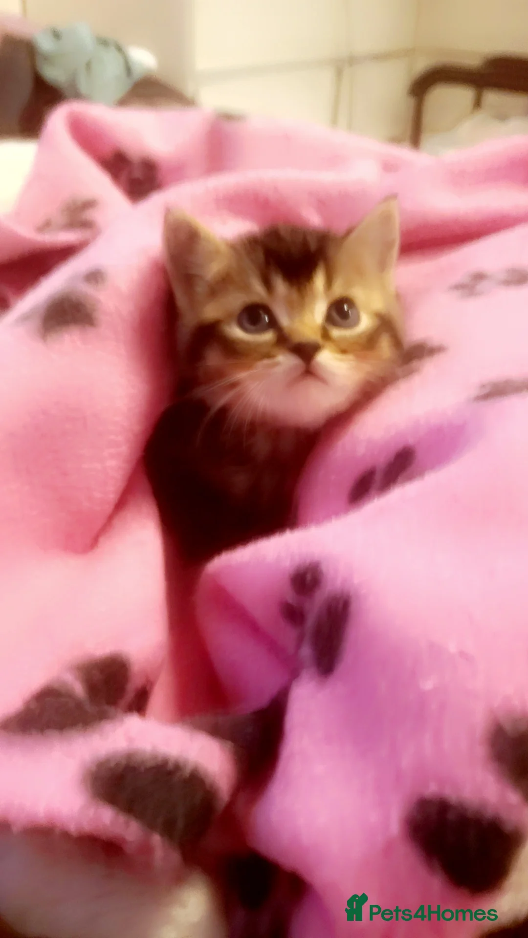 Mixed Breed cats for sale: Stunning Norwegian x tabby British blue kittens  - Advert 2