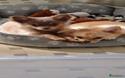 Chihuahua dogs for sale: Mini  **  chihuahua puppies  - Image 2