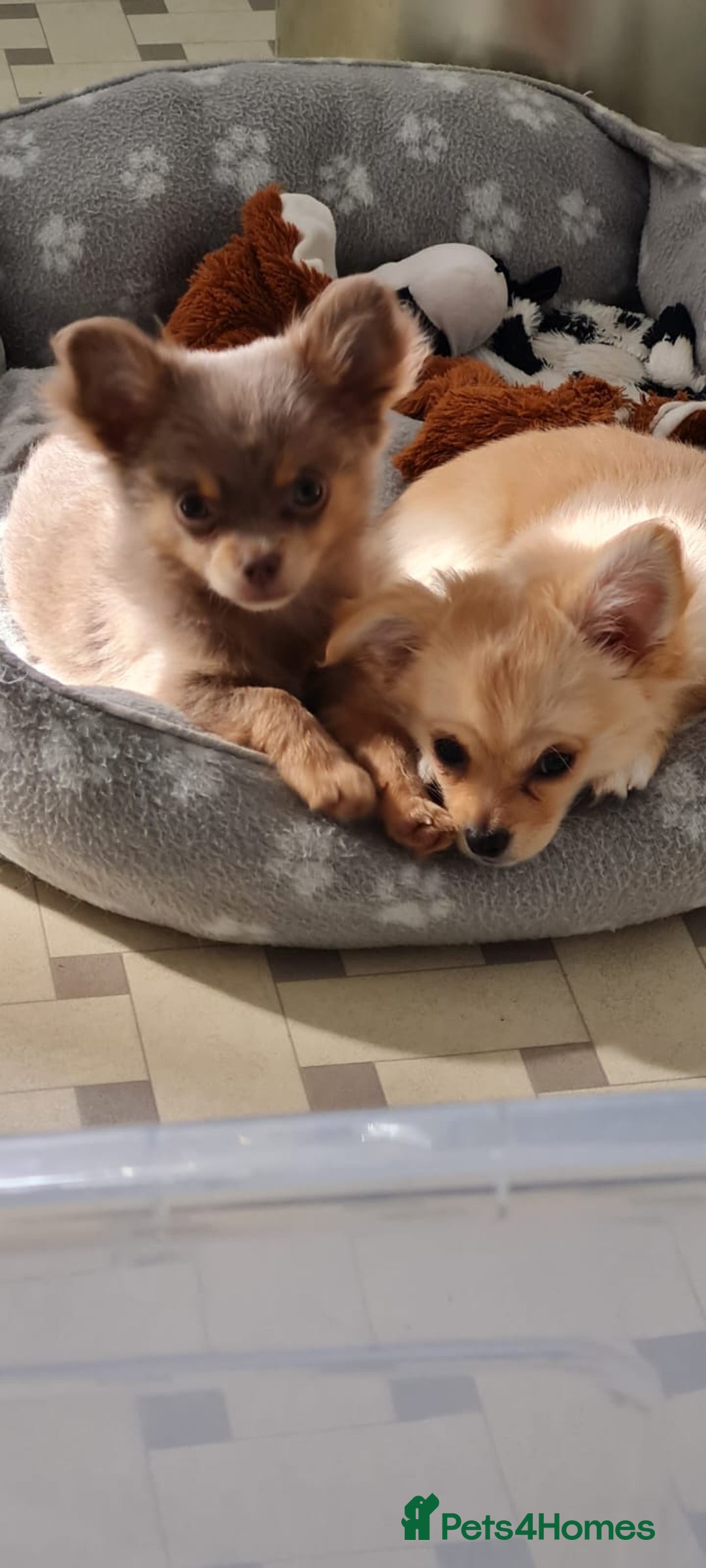 Chihuahua dogs for sale: Mini  **  chihuahua puppies  - Image 2