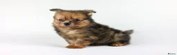 Pomeranian dogs for sale: Pomeranian Puppies - Advert 10