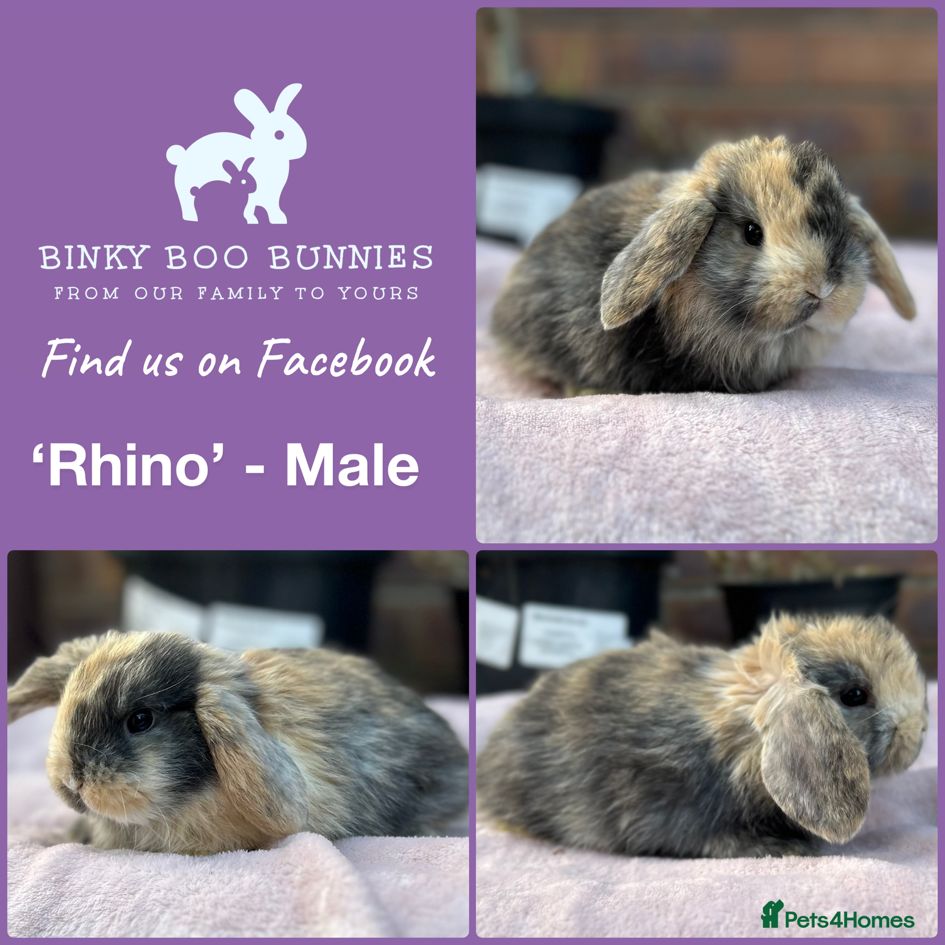 Mini Lop rabbits Mini Lop Babies- Ready 23/12 - Reserve Now - Advert 10