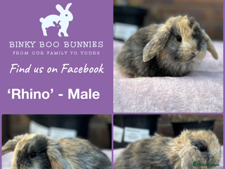 Mini Lop rabbits Mini Lop Babies- Ready 23/12 - Reserve Now - Advert 1