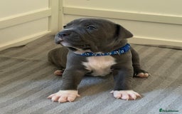 Staffordshire Bull Terrier dogs for sale: Full pedigree blue Staffordshire bull terriers - Image 10
