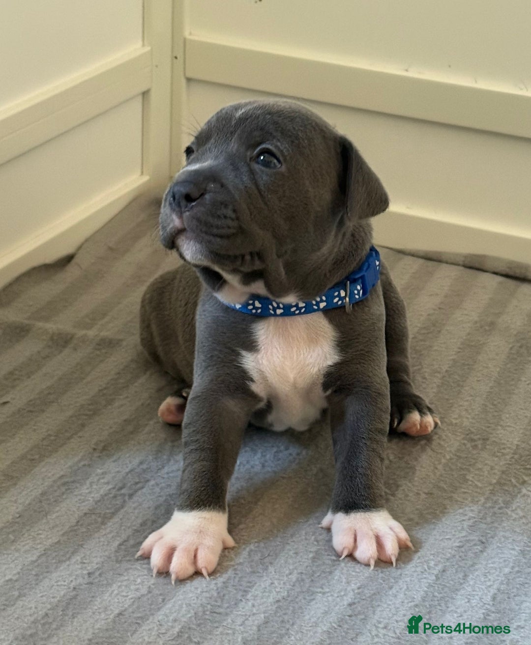 Staffordshire Bull Terrier dogs for sale: Full pedigree blue Staffordshire bull terriers - Image 10