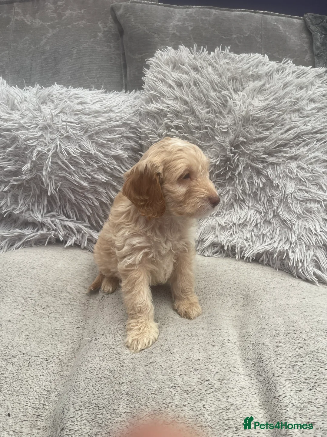 Cockapoo dogs for sale: waiting list F1b stunning miniature dna cockerpoo  - Advert 2