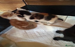 Mixed Breed cats for sale: Baby kittens for sale - Image 9