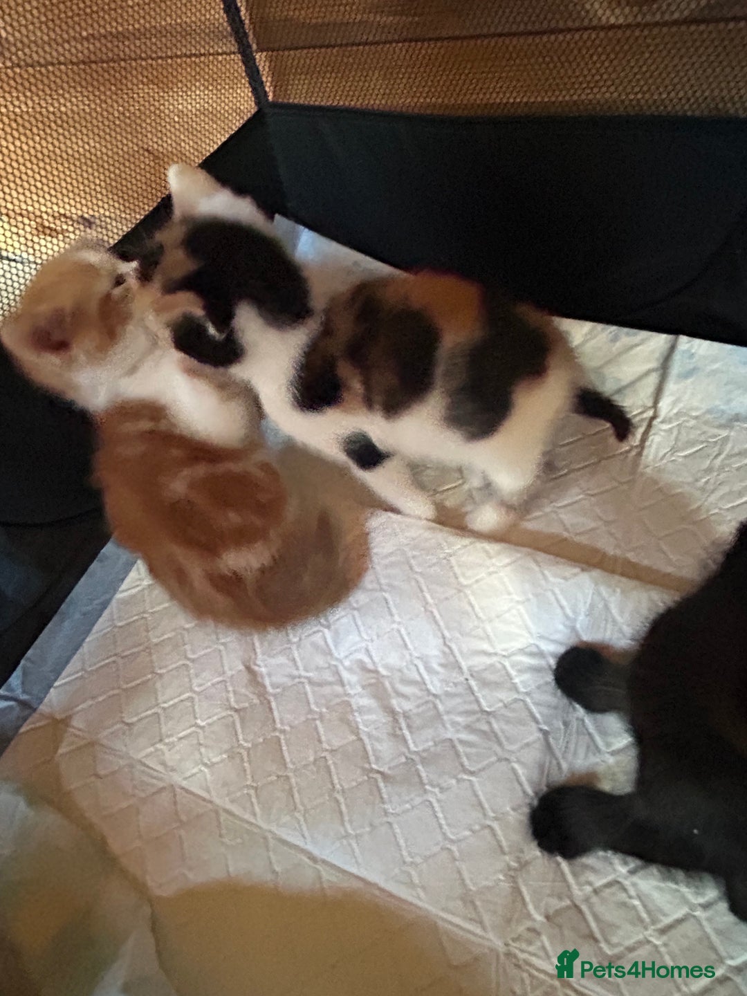 Mixed Breed cats for sale: Baby kittens for sale - Image 9