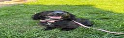 Cocker Spaniel dogs for sale: 8 month old show cocker spaniel girl - Advert 1